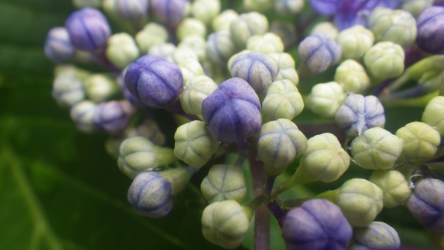 この植物は、花が、咲いている？咲いていない？ - 兵庫県立人と自然の